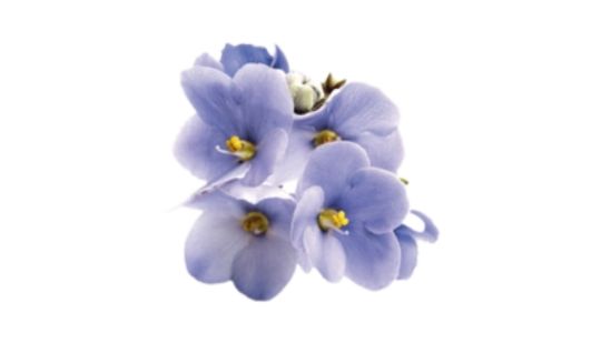 Flor de lila